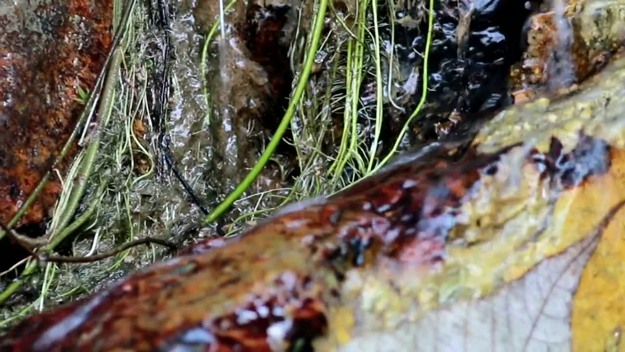 Download Video Stock Rain Water Running Through Woodland Live Wallpaper Free