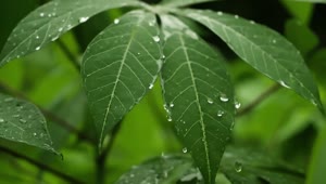 Video Stock Raindrops Falling On Plants Live Wallpaper Free