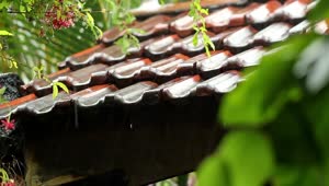Video Stock Raindrops On A Clay Rooftop Live Wallpaper Free