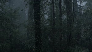 Video Stock Raining In A Cloud Forest Full Of Tall Trees Live Wallpaper Free
