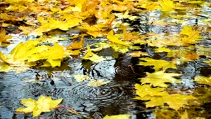 Video Stock Raining Over The Maple Leaves In The Ground Live Wallpaper Free