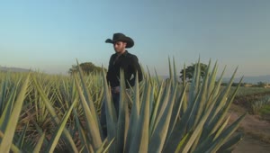 Video Stock Rancher Walking Through A Maguey Field Live Wallpaper Free