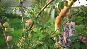Video Stock Ranchero Girl Picking Apples From A Tree Live Wallpaper Free