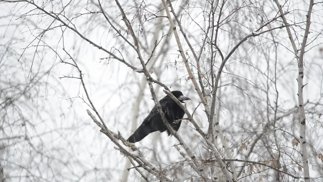 Download Video Stock Raven Resting In The Snow Live Wallpaper Free