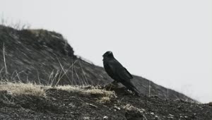 Video Stock Raven Sits On Ground In Falling Snow Live Wallpaper Free