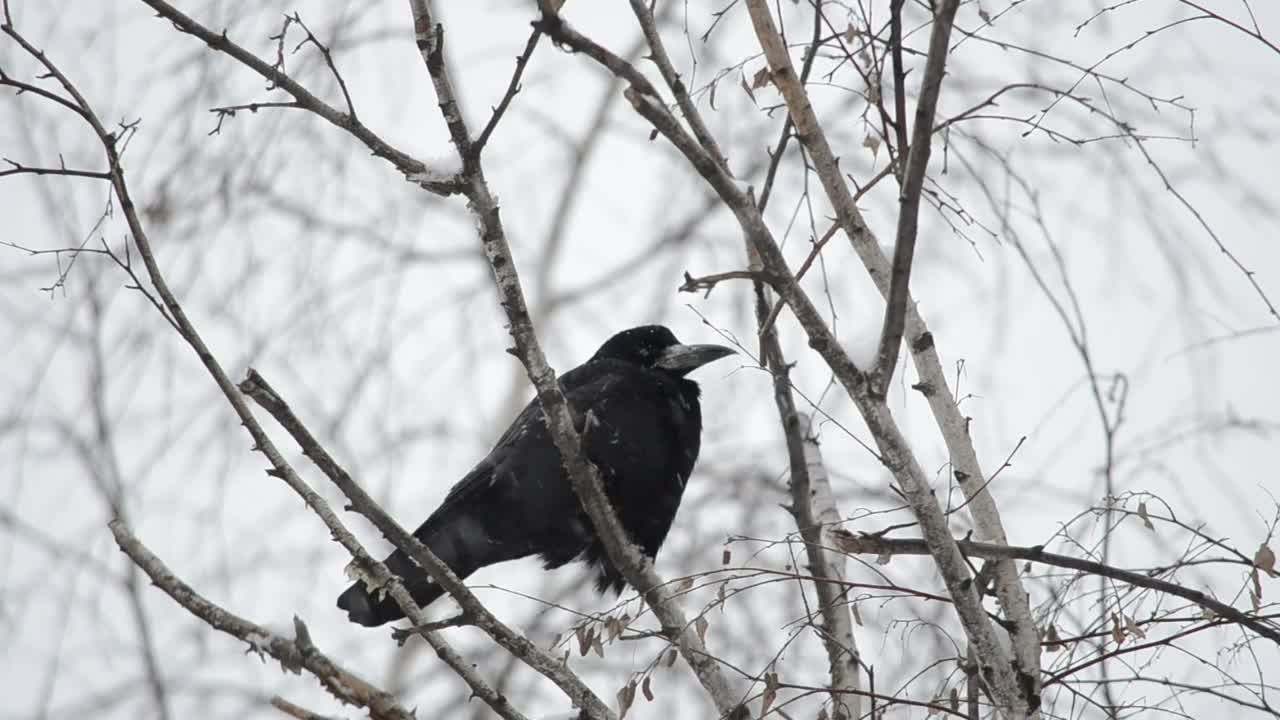 Download Video Stock Raven Sitting In The Snow Live Wallpaper Free