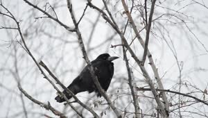 Video Stock Raven Sitting In The Snow Live Wallpaper Free