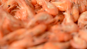 Video Stock Raw Sea Shrimp Live Wallpaper Free