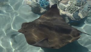 Video Stock Ray Swimming In Shallow Water Live Wallpaper Free