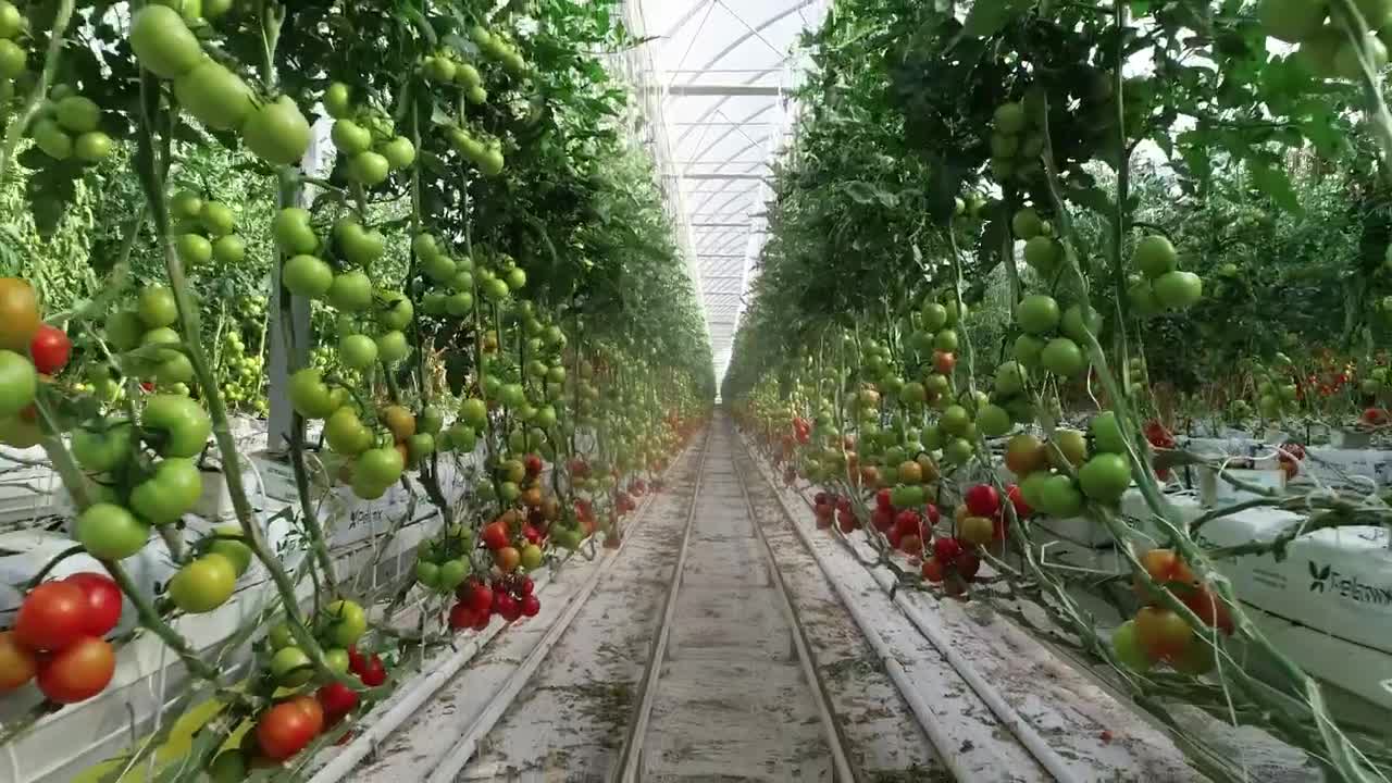 Download Video Stock Red And Green Tomatos Live Wallpaper Free