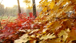 Video Stock Red And Yellow Autumn Leaves Live Wallpaper Free