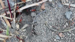 Video Stock Red Ants On The Ground Live Wallpaper Free