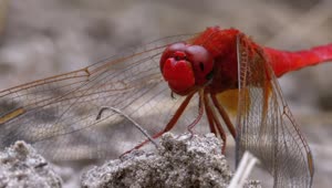 Video Stock Red Dragonfly Eating Macro Close Up Live Wallpaper Free