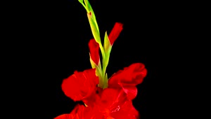Video Stock Red Flower Opening Live Wallpaper Free