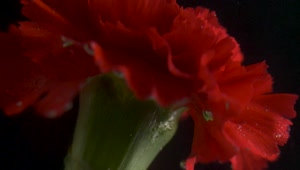 Video Stock Red Flower Underwater Live Wallpaper Free