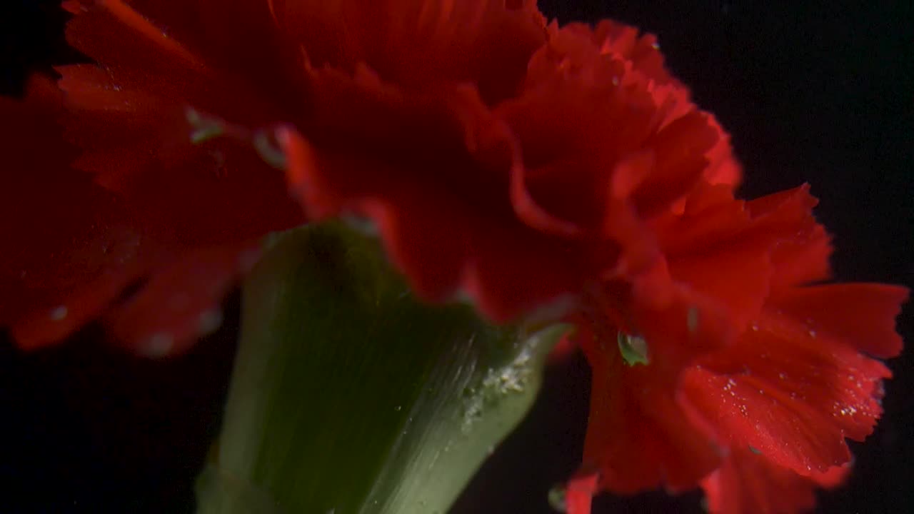 Download Video Stock Red Flower Underwater Live Wallpaper Free