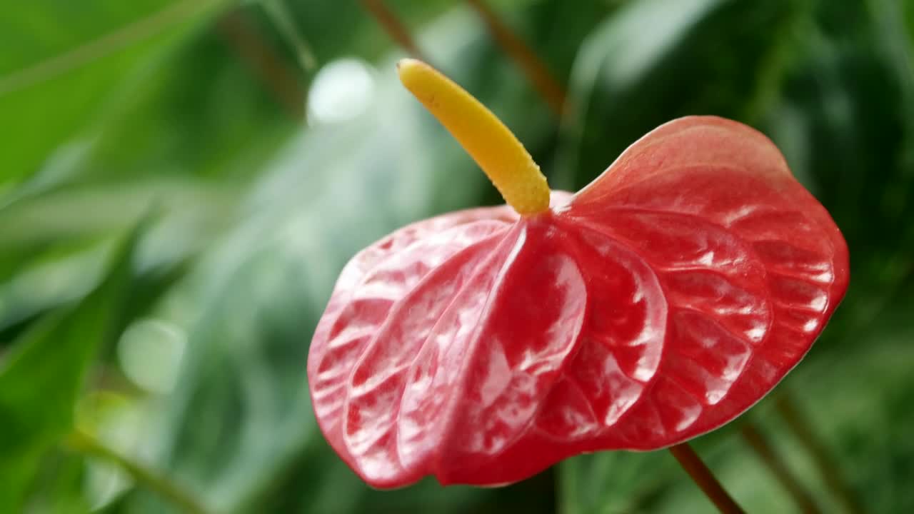 Download Video Stock Red Flower With Yellow Pistil In Nature Live Wallpaper Free