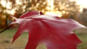 Video Stock Red Leaf In The Sunset Live Wallpaper Free