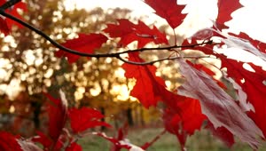Video Stock Red Leaves On A Branch Live Wallpaper Free