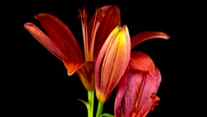 Video Stock Red Lily Flower Opens Live Wallpaper Free