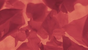 Video Stock Red Petals On An Orange Background Live Wallpaper Free