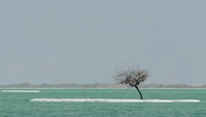 Free Stock Video Single Tree In The Dead Sea Live Wallpaper