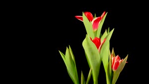Free Stock Video Red Tulips Opens Live Wallpaper