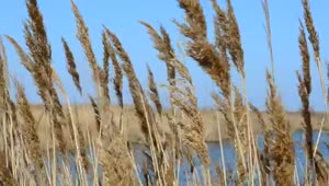 Free Stock Video Reeds By A Large Lake Live Wallpaper
