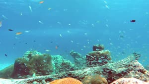 Free Stock Video Reef Full Of Biodiversity Live Wallpaper