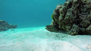 Free Stock Video Reef With Fish On The Seabed Live Wallpaper