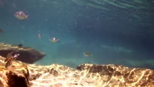 Free Stock Video Reef With Fish Swimming Live Wallpaper