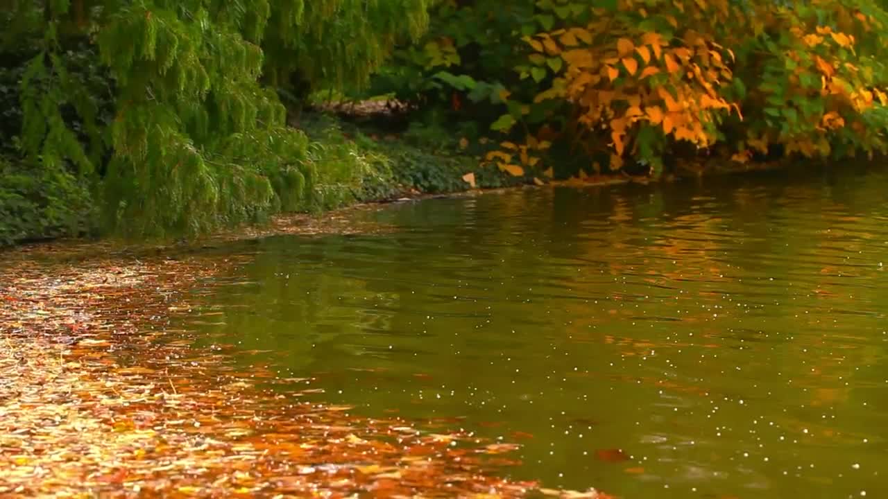 Download Free Stock Video Relaxing Lake During Fall With Leaves Floating In It Live Wallpaper