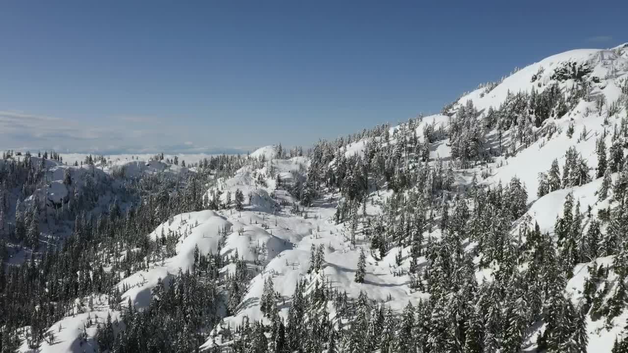 Download Free Stock Video Relief In A Snowy Pine Forest Live Wallpaper