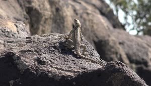 Free Stock Video Reptile Taking A Sunbath On A Rock Live Wallpaper