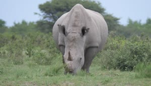 Free Stock Video Rhino Grazing In The Wild Live Wallpaper