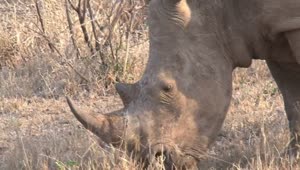 Download Free Stock Video Rhino Grazing On Dry Grass Live Wallpaper