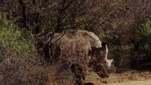 Free Stock Video Rhino Walking In The Jungle Live Wallpaper