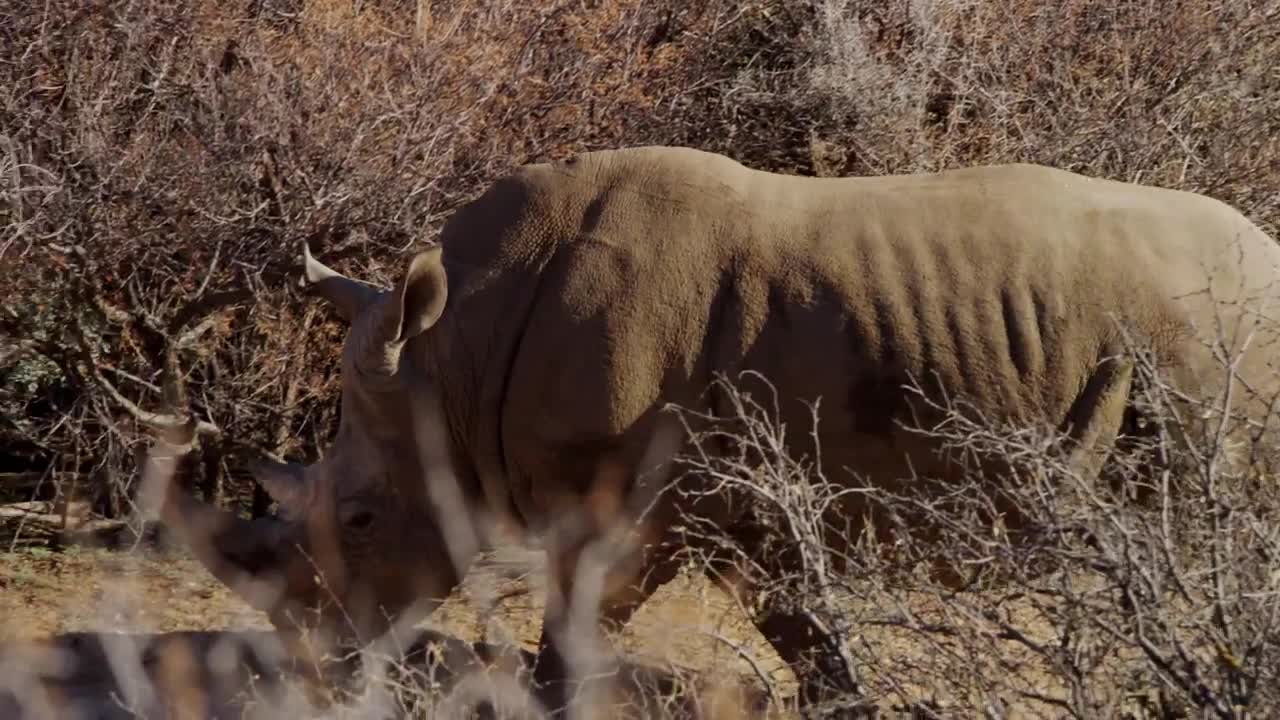 Download Free Stock Video Rhinoceros In The Jungle Tracking Shot Live Wallpaper