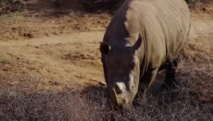 Free Stock Video Rhinoceros Searching For Water In The Desert Live Wallpaper