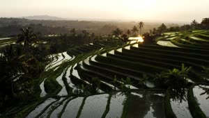 Free Stock Video Rice Terrace Filled With Water Aerial Shot Live Wallpaper