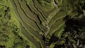 Free Stock Video Rice Terraces On Bali Aerial Tilt Shot Live Wallpaper
