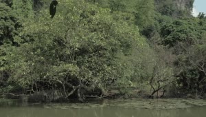 Free Stock Video River And Forest In Vietnam Live Wallpaper