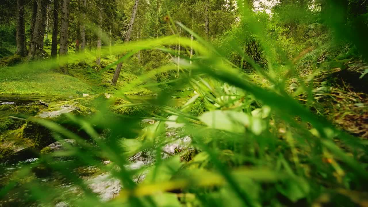 Download Free Stock Video River In The Middle Of A Forest In Spring Live Wallpaper