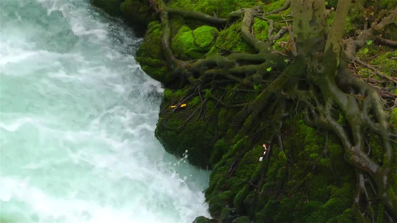 Download Free Stock Video River Running Along The Roots Of A Tree Live Wallpaper