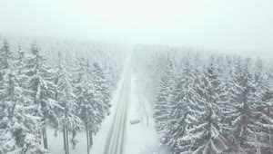 Free Stock Video Road Through A Foggy Winter Forest Live Wallpaper