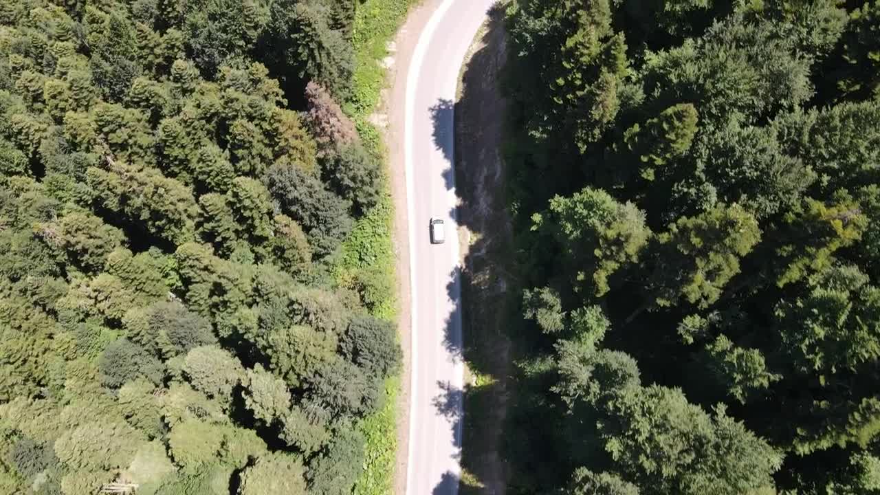 Download Free Stock Video Road Through A Green Forest Live Wallpaper