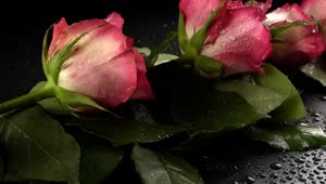 Free Stock Video Romance Details Pink Roses Live Wallpaper
