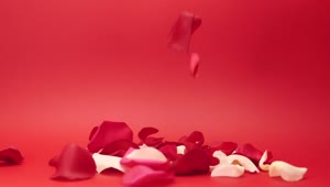 Free Stock Video Rose Petals Live Wallpaper