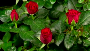 Free Stock Video Roses Blooming On A Rosebush Live Wallpaper