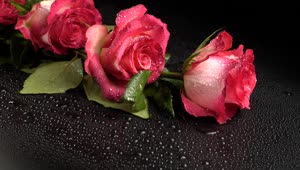 Free Stock Video Roses On A Black Table With Water Drops Live Wallpaper